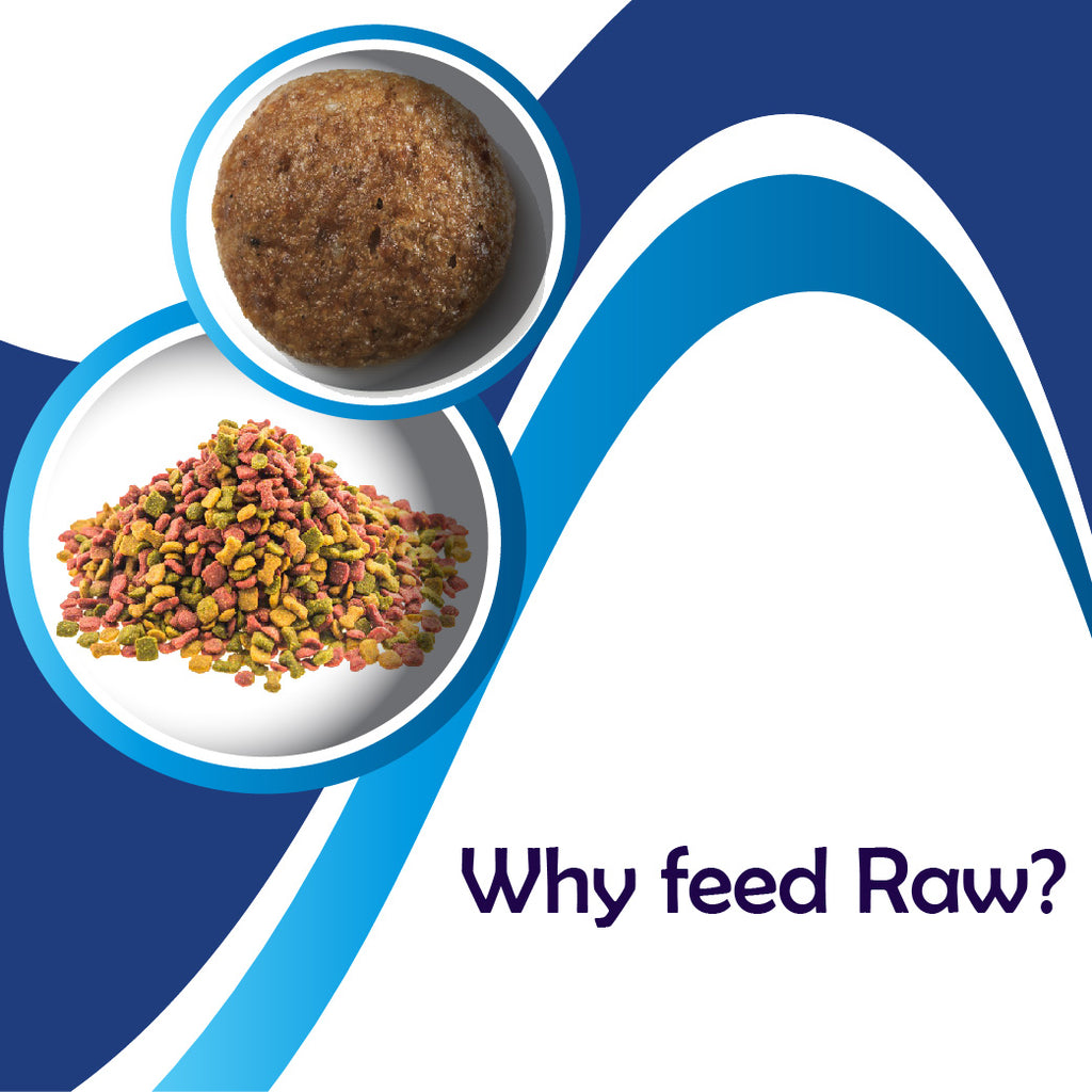 Dog - Why feed Raw?